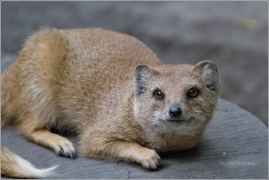 <p>MANGUSTA LIŠČÍ (Cynictis penicillata) Zoo Děčín</p>
